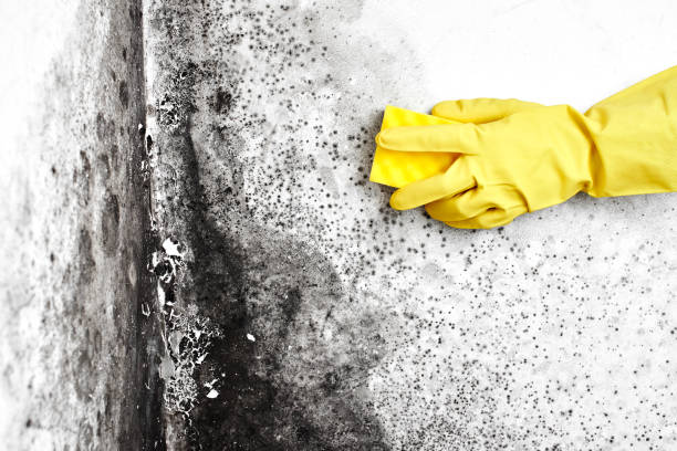Professional Mold Removal in Carver, MN