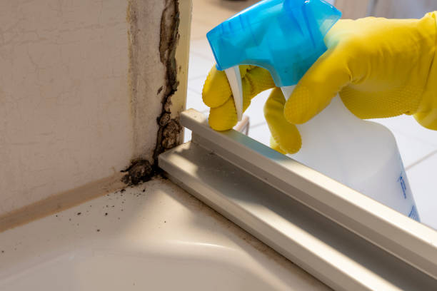 Best Certified Mold Removal  in Carver, MN