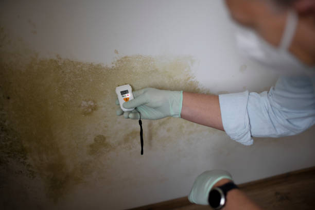 Best Crawl Space Mold Removal  in Carver, MN