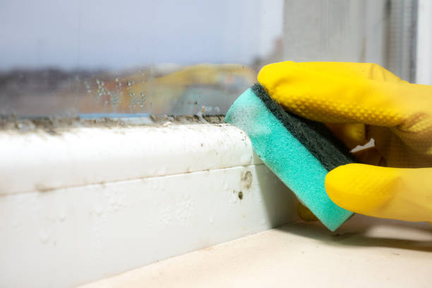 Best Emergency Mold Removal  in Carver, MN