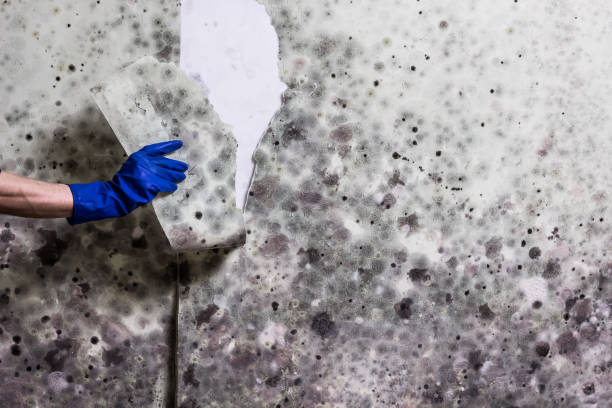 Best Office Mold Removal Services  in Carver, MN