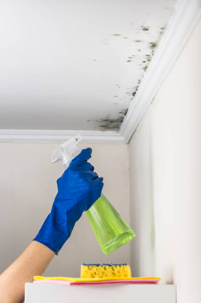 Best Attic Mold Removal  in Carver, MN